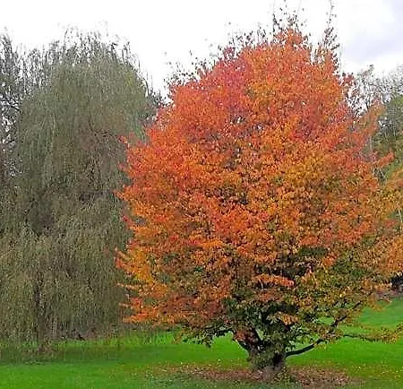 بيت خشبي Clos Du Ry De Snaye